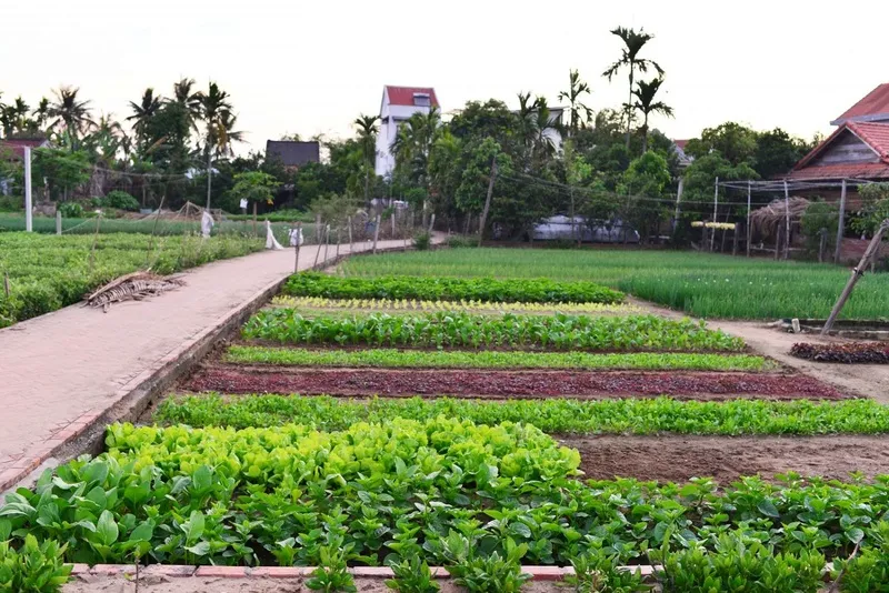 Trải Nghiệm Làm Người Nông Dân Tại Làng Rau Trà Quế Hội An