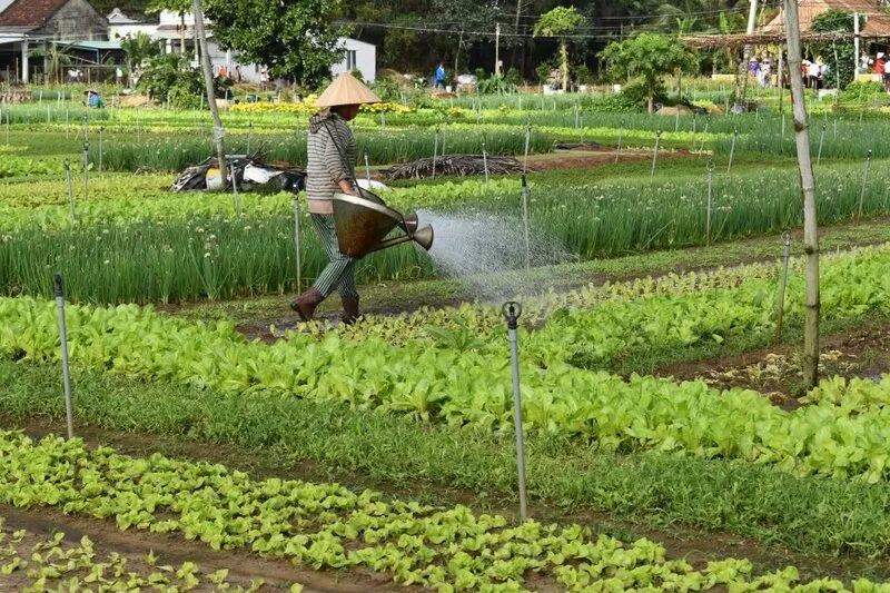 Trải Nghiệm Làm Người Nông Dân Tại Làng Rau Trà Quế Hội An