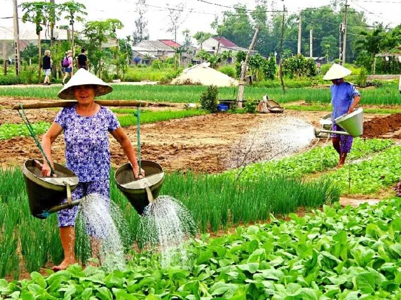 Trải Nghiệm Làm Người Nông Dân Tại Làng Rau Trà Quế Hội An