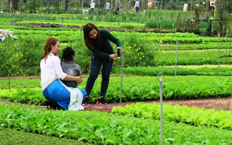 Trải Nghiệm Làm Người Nông Dân Tại Làng Rau Trà Quế Hội An