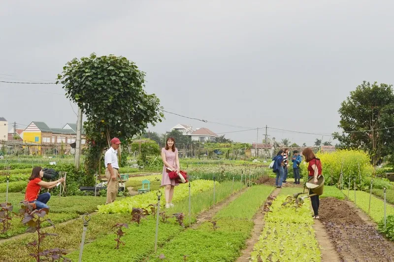 Trải Nghiệm Làm Người Nông Dân Tại Làng Rau Trà Quế Hội An