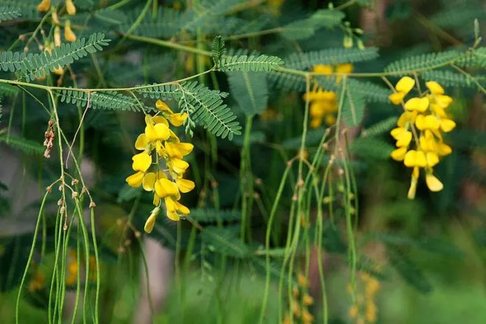 Về miền Tây, ăn canh chua cá linh bông điên điển