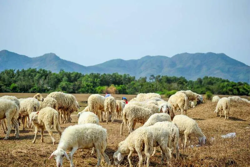 Vũng Tàu tháng 11 – Trải nghiệm du lịch thành phố biển