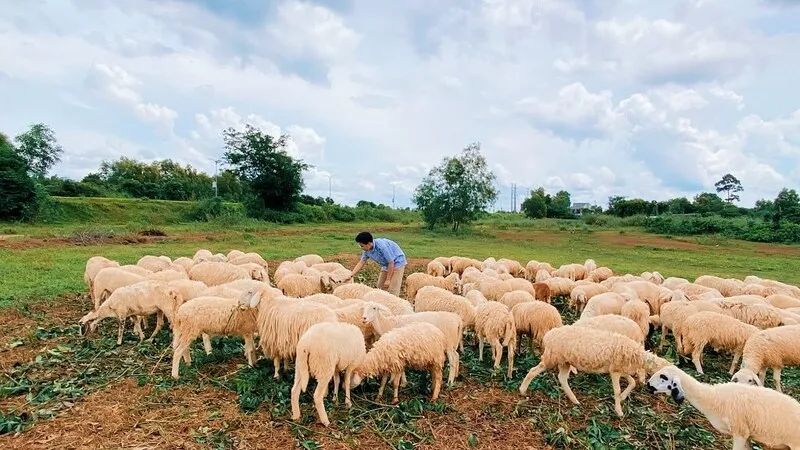 Vũng Tàu Tháng 12 – Vẻ Đẹp Phố Biển Những Ngày Cuối Năm