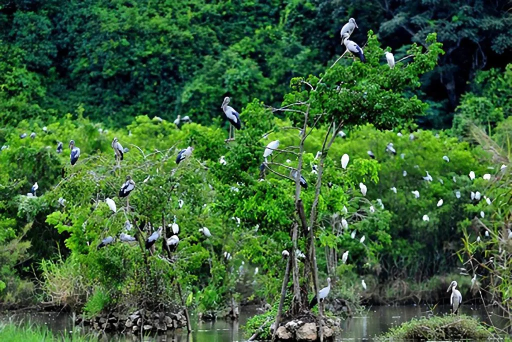 Vườn cò Bằng Lăng – Hòa mình vào thiên nhiên tươi đẹp