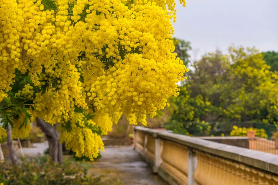 Ý nghĩa của những loài hoa Đà Lạt