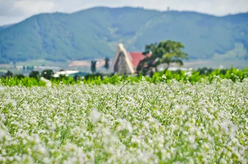 Ý nghĩa của những loài hoa Đà Lạt